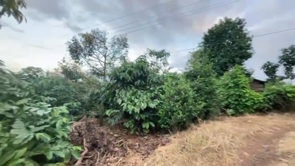 Farm 6.000m² tại Ea Sin, Krông Búk chỉ 1.3 tỷ - Đầu tư sinh lời với cây ăn trái!