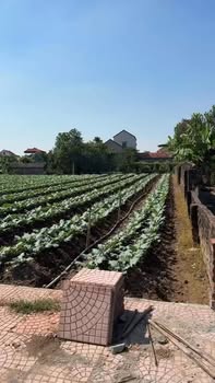 Đất nền 300m² tại Đông Tảo, Khoái Châu chỉ 1x triệu - Đường ô tô vào tận nơi!