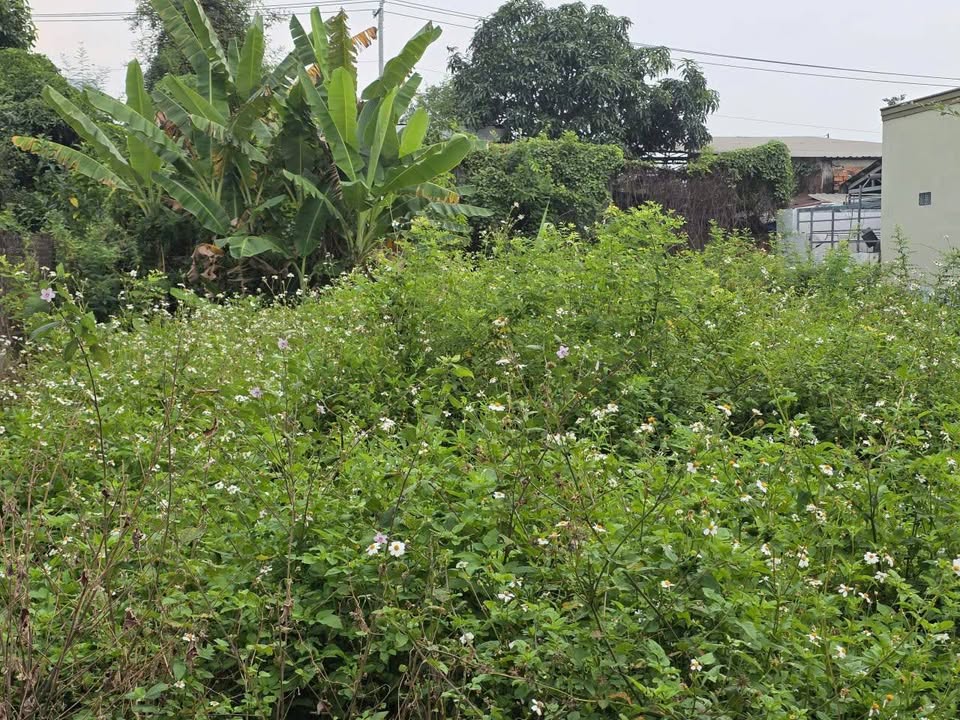 Đất nền Long Chánh Gò Công 92m² giá 360 triệu - Cơ hội đầu tư hiếm có!