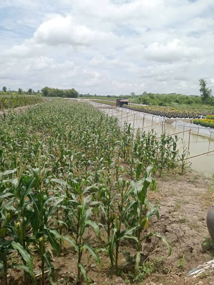 Đất Tân Quy Đông Sa Đéc 11.000m² - Mặt tiền đường nhựa rộng, đầu tư sinh lời!