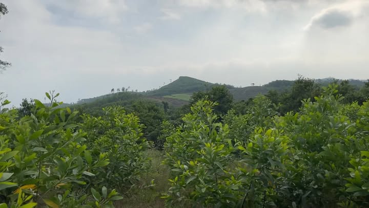 Đất rừng xã Nghĩa Thọ, Nghĩa Đàn 2,5ha giá 1 tỷ - Cơ hội đầu tư tuyệt vời!