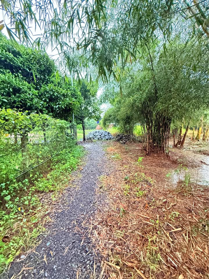 Đất vườn mini Diên Phú - Khánh Hòa 411m² giá 1.35 tỷ - Cơ hội đầu tư tuyệt vời!