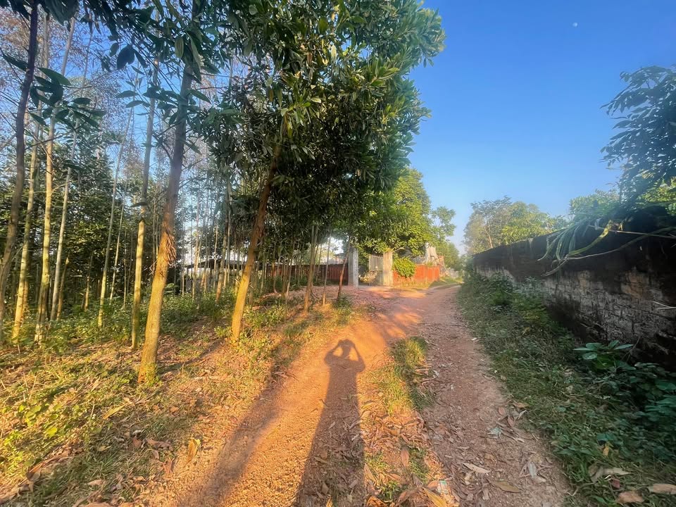 Đất rừng sản xuất An Dương 1578m² giá chỉ 600 triệu - Cơ hội đầu tư hấp dẫn!