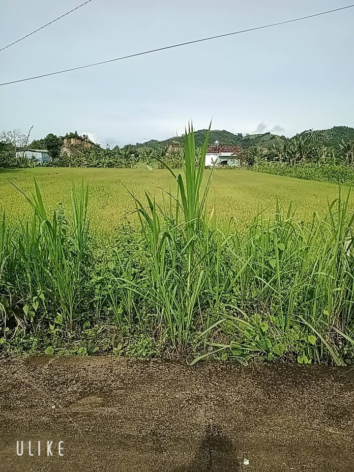 Đất nền Quốc Oai 378m² giá 300 triệu - Bớt chút lộc cho khách thiện chí!