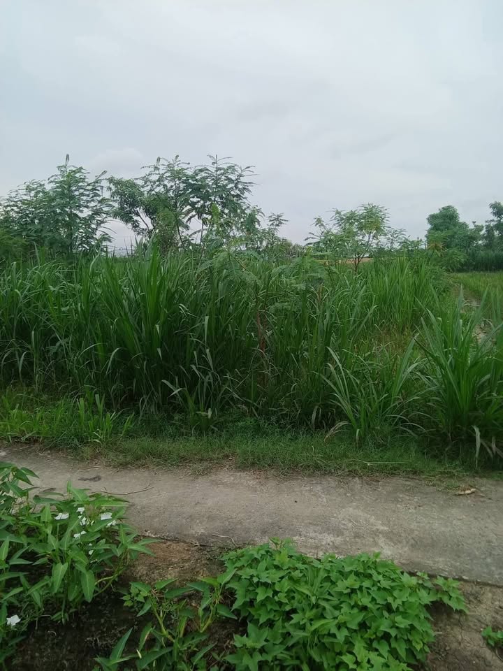 Đất nền ấp 5 Tân Tây, Gò Công Đông, 735m² chỉ 550 triệu - Cơ hội đầu tư hấp dẫn!