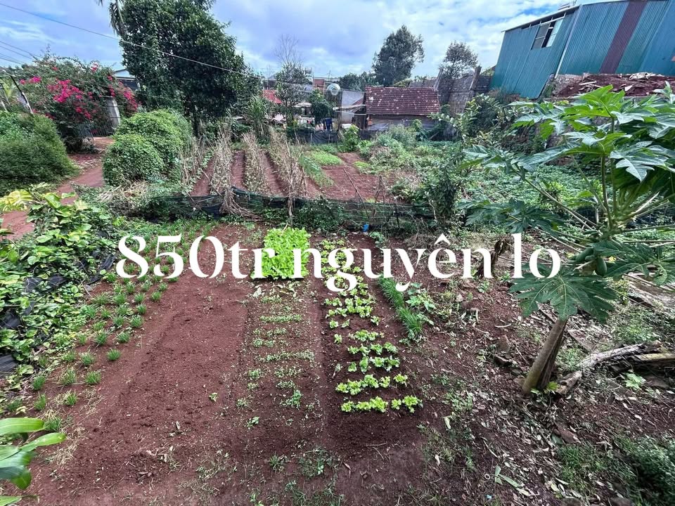 Đất nền Đức Minh Đắk Mil 920m² giá chỉ 850 triệu - Cơ hội đầu tư hấp dẫn!