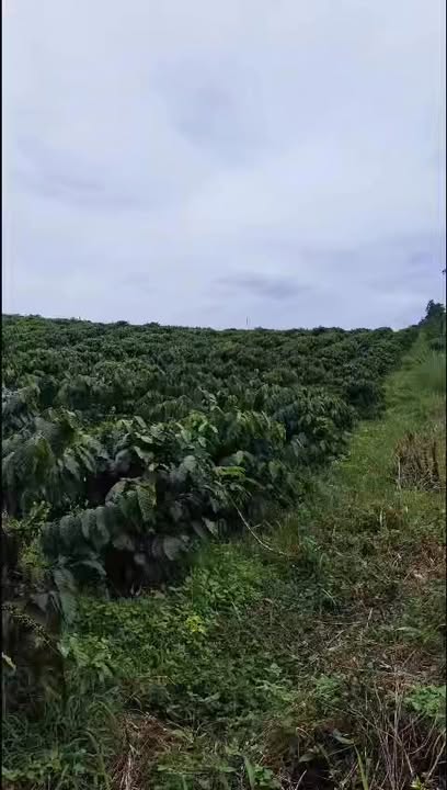 Đất nông nghiệp 14.407m² xã Trường Xuân, Đắk Nông giá 3 tỷ - Pháp lý rõ ràng!