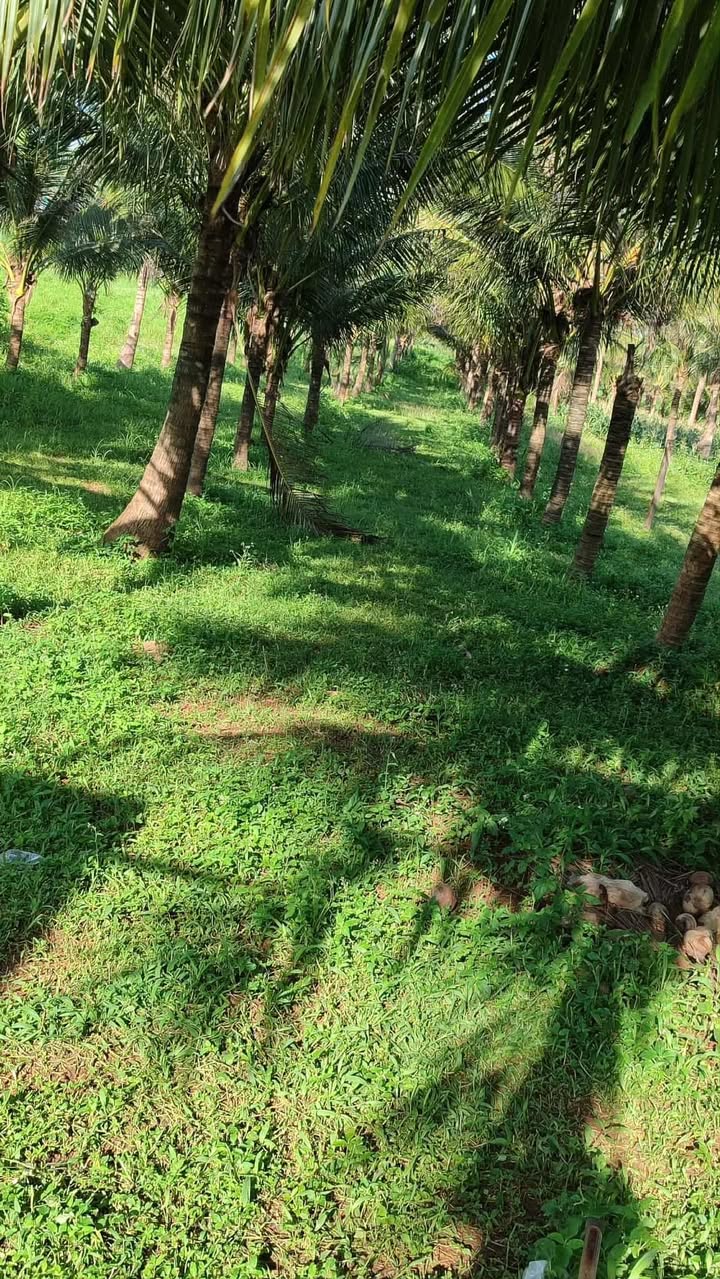 Đất mặt tiền Quốc lộ 14, thị trấn Nhơn Hòa, 14.800m² giá 21 tỷ - Cơ hội đầu tư hấp dẫn!