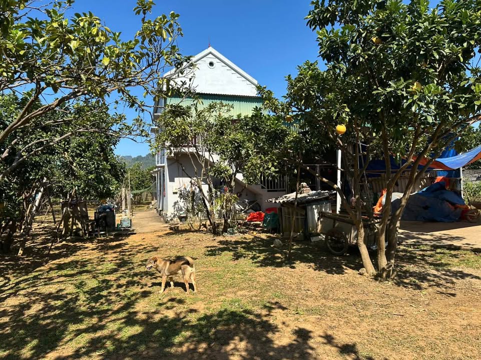 Đất vườn 1,4ha tại Mỹ Hòa, Tân Lạc, Hòa Bình chỉ 3 tỷ - Tiềm năng sinh lời cao!