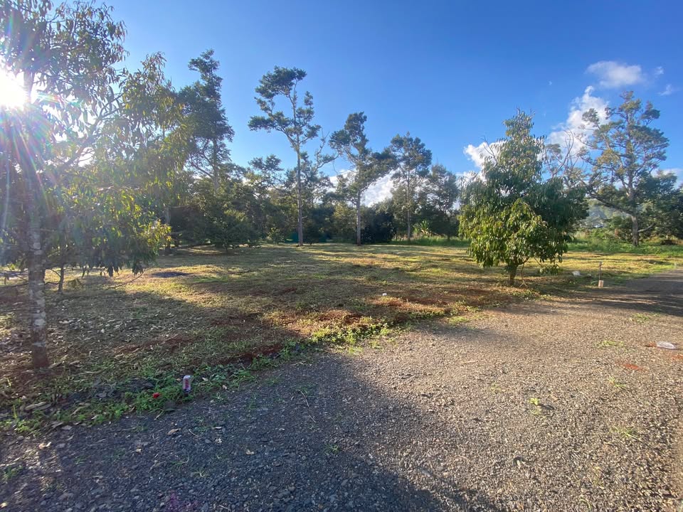 Đất nền hẻm Nguyễn Xuân Nguyên Buôn Ma Thuột 500m² giá chỉ 650 triệu - Đầu tư sinh lời ngay!