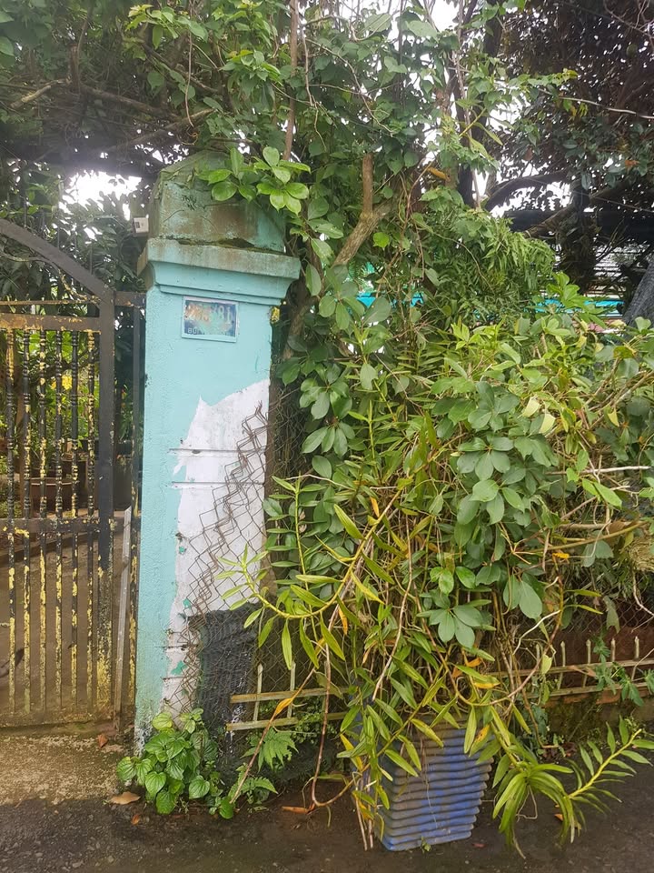 Nhà phố Bùi Thị Xuân, Bảo Lộc 525m² giá 5.2 tỷ - Đầu tư sinh lời ngay!