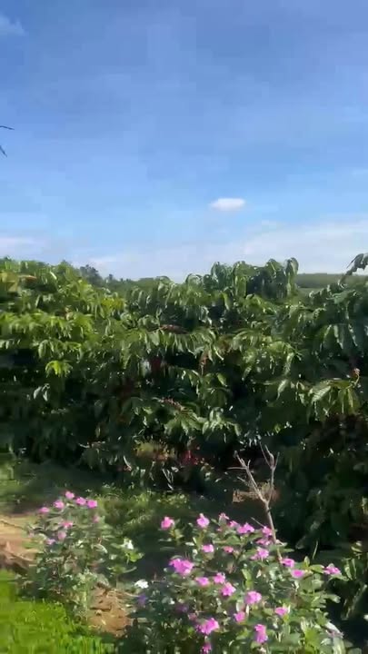 Đất nền 2.5ha tại Nam Xuân, Krông Nô - Giá 6 tỷ, cơ hội đầu tư tuyệt vời!