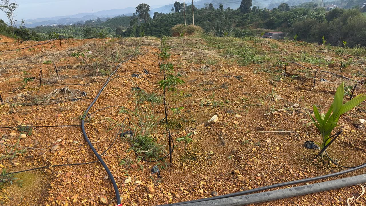 Farm 1ha tại thôn Nam Thạnh, Krông Nô, giá 4 tỷ - Đầu tư sinh lời ngay!