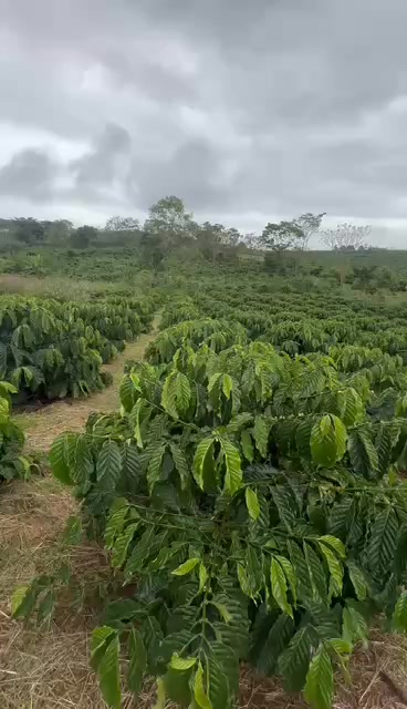 Đất nền 1044m² xã Hoài Đức, Lâm Hà - Giá chỉ 850 triệu, thương lượng ngay!