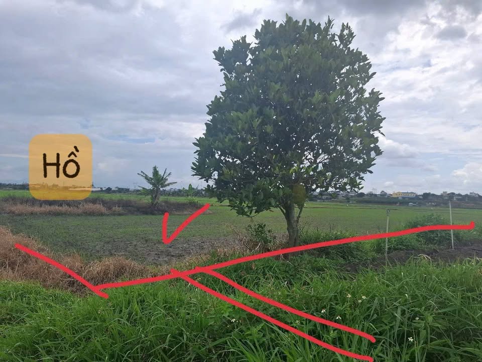 Đất lúa 4 sào tại Liên Nghĩa, Đức Trọng - Giá 1.8 tỷ, sổ đỏ chính chủ!