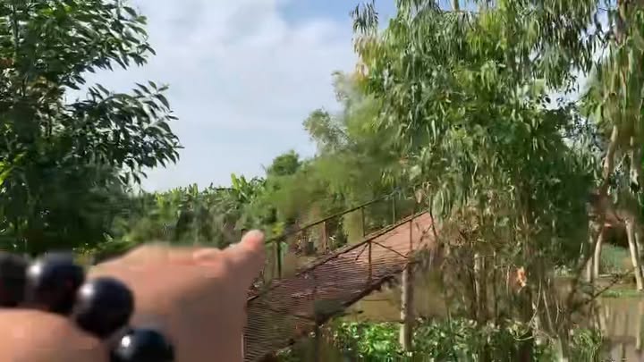 Đất lúa 16.900m² Tân Hoà, Tân Thạnh, Long An - Giá chỉ 6.136 tỷ VND