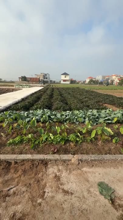 Đất nền đường Thiện Lâm, Giao Ninh, 260m² - Tiềm năng đầu tư lớn!