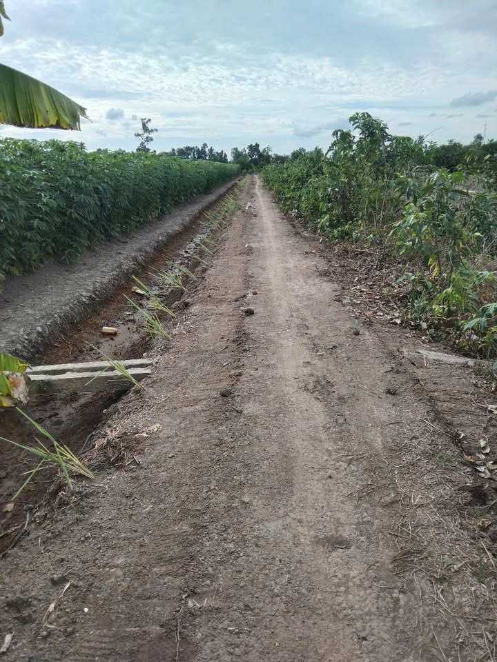 Đất vườn 3555m² tại ấp 4 Bình Đức - Giá chỉ 375 triệu, cơ hội đầu tư tuyệt vời!