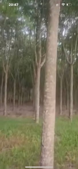 Đất cao su 1ha Tân Khai, Hớn Quản - Giá chỉ 4x tỷ, mặt tiền đường bê tông!