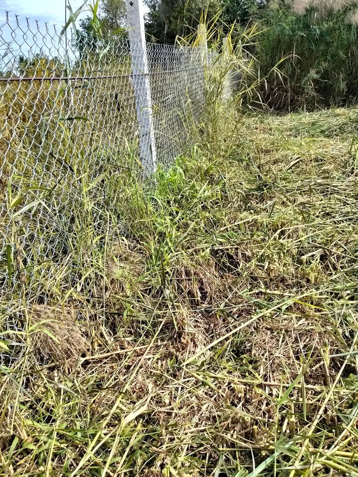 Đất nền ấp Minh Tân, xã Giục Tượng 680m² giá 690 triệu - Sổ hồng chính chủ, đầu tư sinh lời!