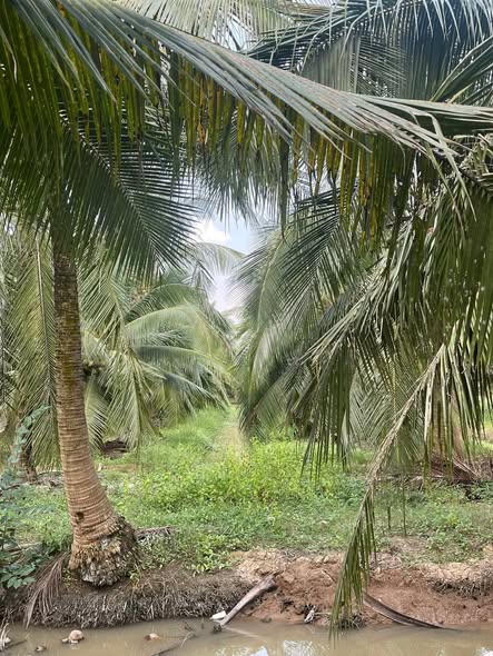 Đất vườn dừa Châu Hưng, Bình Đại, Bến Tre 2000m² giá 450 triệu - Sổ hồng chính chủ!