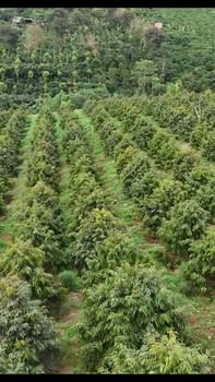 Farm 5ha tại Dliê Yang, Ea H'leo, Đắk Lắk - Giá 18 tỷ, Đầu tư sinh lời!