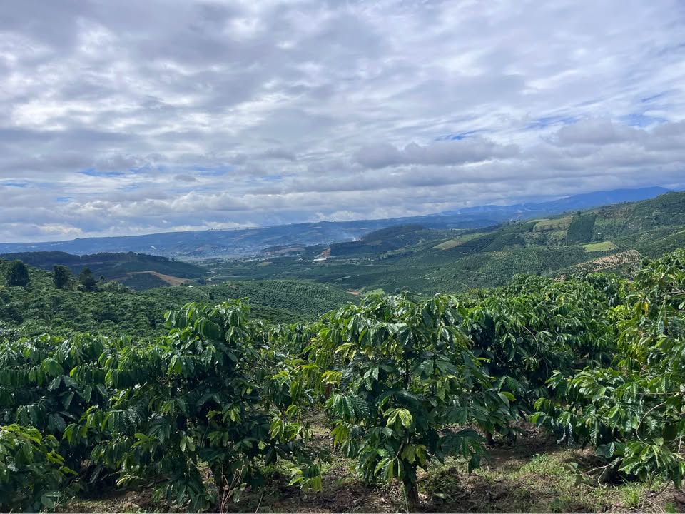 Đất nông nghiệp 1.3ha có sẵn cà phê tại Đinh Văn, Lâm Hà - Chỉ 2.35 tỷ!