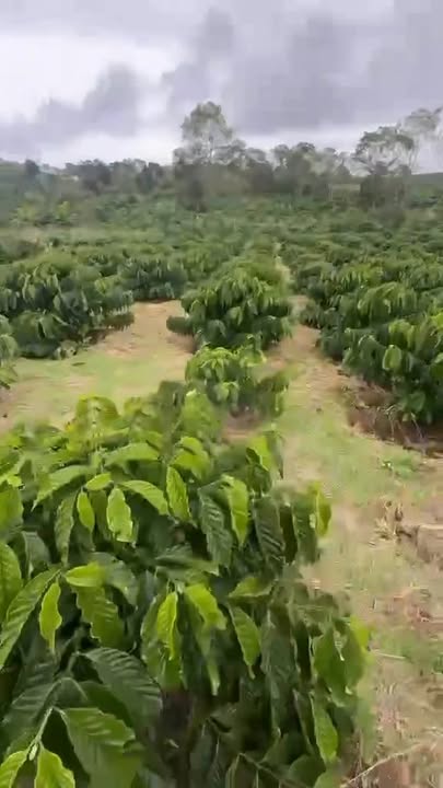 Đất nền 1044m² tại Hoài Đức, Lâm Hà - Giá chỉ 850 triệu, thương lượng ngay!