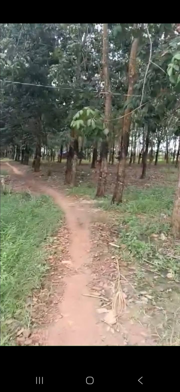 Đất nông nghiệp 8ha tại Tân Biên, Tây Ninh - Đầu tư sinh lời, thu nhập ngay!