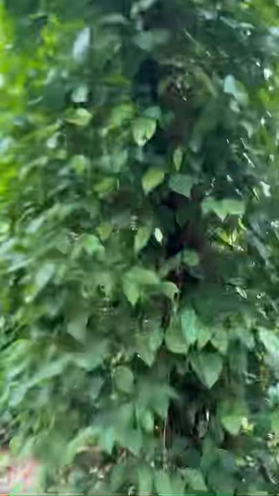 Lô đất nền Farm tại xã Kon Chiêng, Gia Lai 3,3ha - Đất màu mỡ, giá 2,4 tỷ!