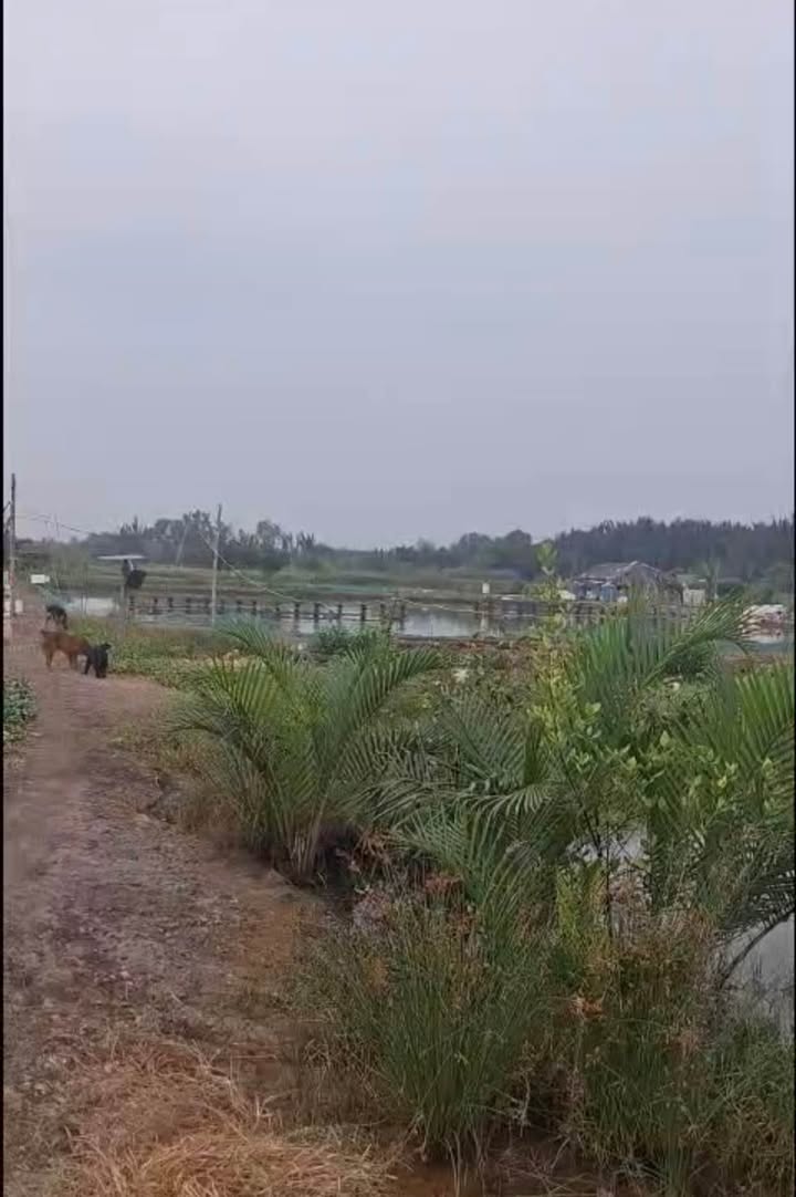 Đất Lúa Hiệp Phước Nhà Bè 1.500m² giá 2.25 tỷ - Cơ hội đầu tư tuyệt vời!