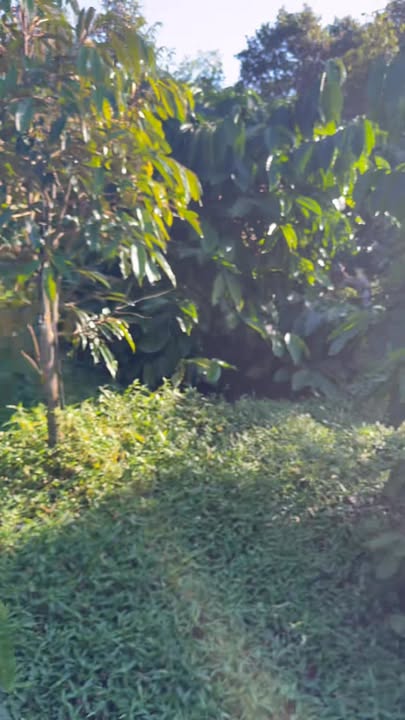 Đất nông nghiệp 4.8ha tại Ia Lang, Đức Cơ, Gia Lai - Đường ô tô vào tận nơi!