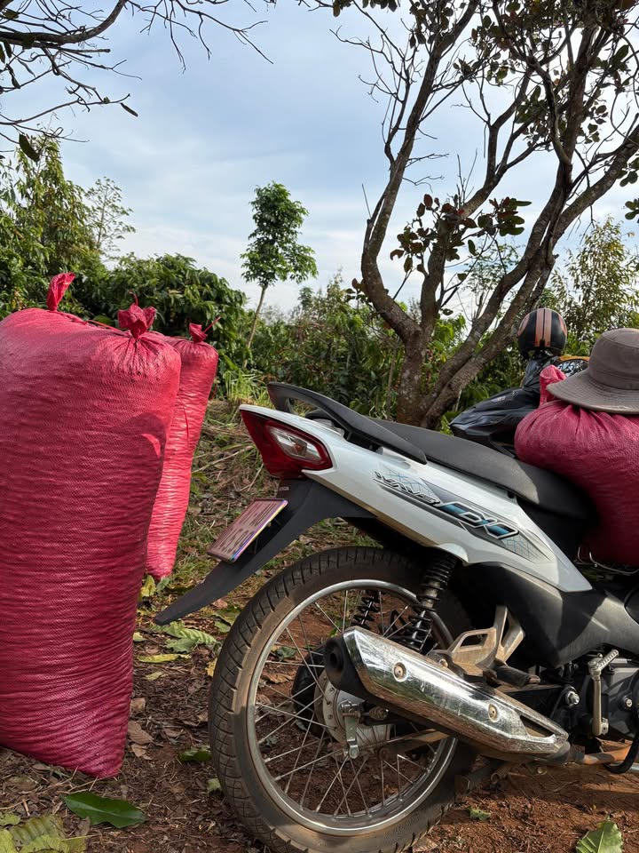 Farm 5 sào tại Ia Tô, Ia Grai giá 650 triệu - Cơ hội đầu tư hấp dẫn!