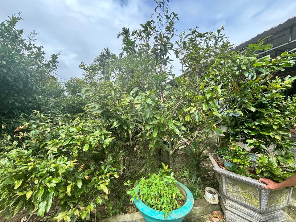 Đất ở Nghĩa Thương, Tư Nghĩa 1653m² giá 2.3 tỷ - Đầu tư biệt thự lý tưởng!