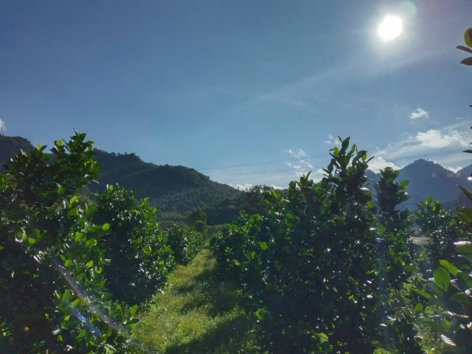 Đất thổ cư mặt tiền đường Lê Thị Pha, Đạm Ri, Đạ Huoai 2800m² giá 5.2 tỷ - Cơ hội đầu tư hấp dẫn!