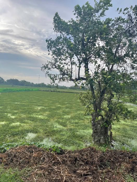 Đất nền 30m² ấp 1 Bình Mỹ Củ Chi giá 270 triệu - Bớt lộc cho khách thiện chí!