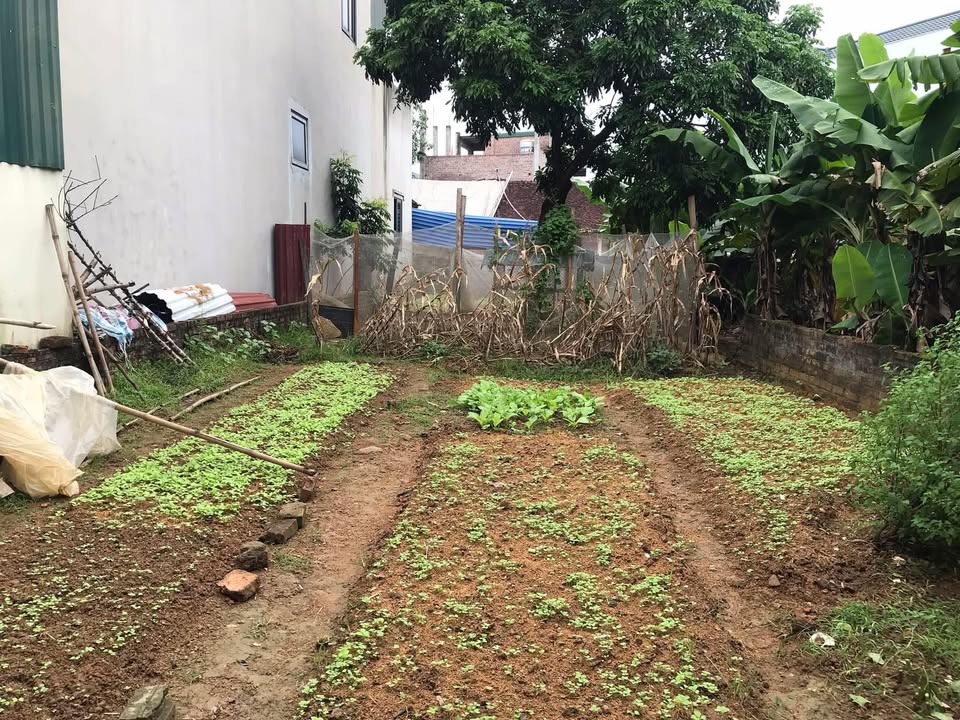 Đất thổ cư Cần Kiệm, Thạch Thất 115m² giá 2 tỷ - Sổ đỏ chính chủ, ô tô vào tận nơi!