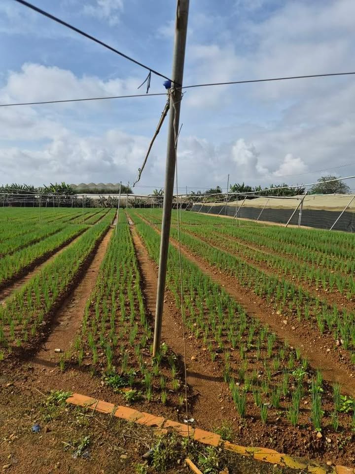 Đất nền 5 sào tại Ka Đô, Đơn Dương, Lâm Đồng - Sổ hồng chính chủ, giá chỉ 4.9 tỷ!