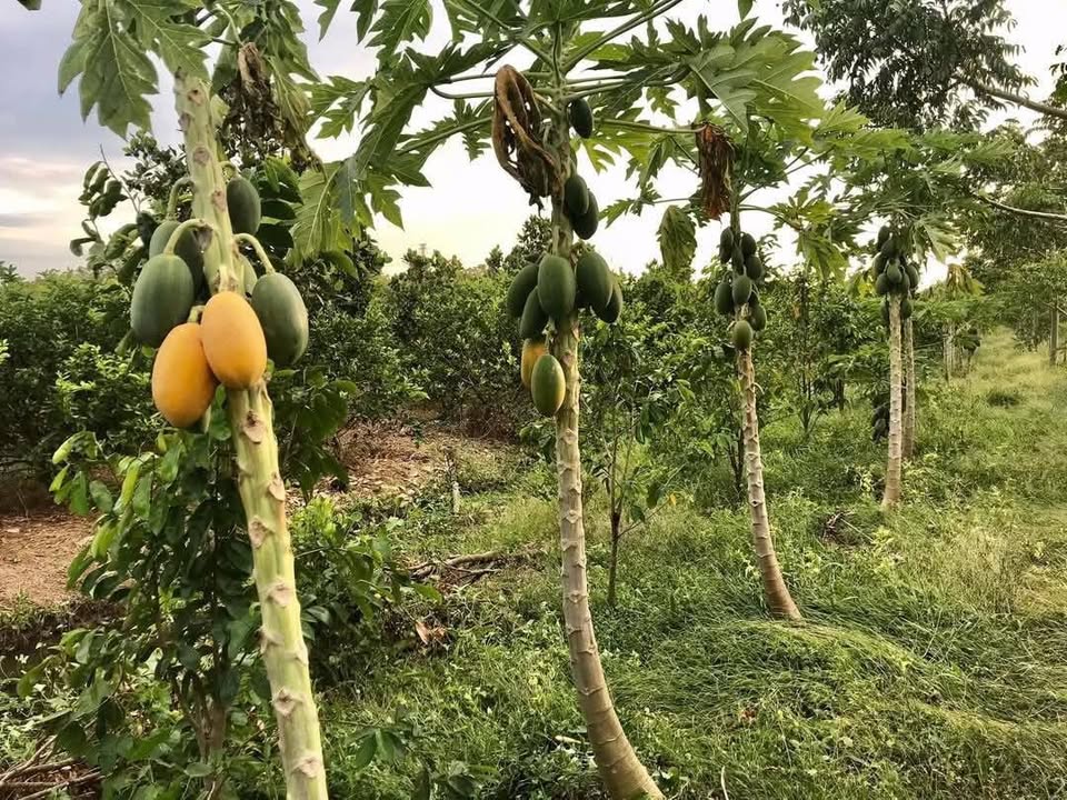 Đất nền Phú Thứ Cái Răng 5000m² giá 8.5 tỷ - Sổ hồng chính chủ!