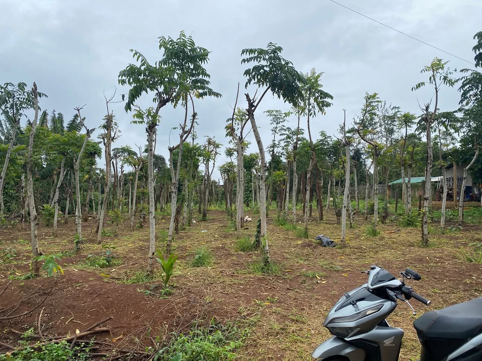 Đất nền Phú Xuân Krông Năng 940m² giá chỉ 901 triệu - Cơ hội đầu tư tuyệt vời!