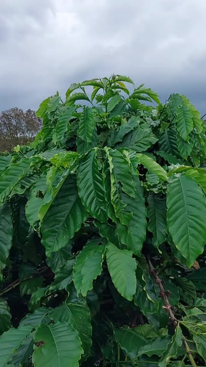 Farm 1,1ha tại xã Ia Chia, Gia Lai - Đất đẹp, sổ đỏ đầy đủ!