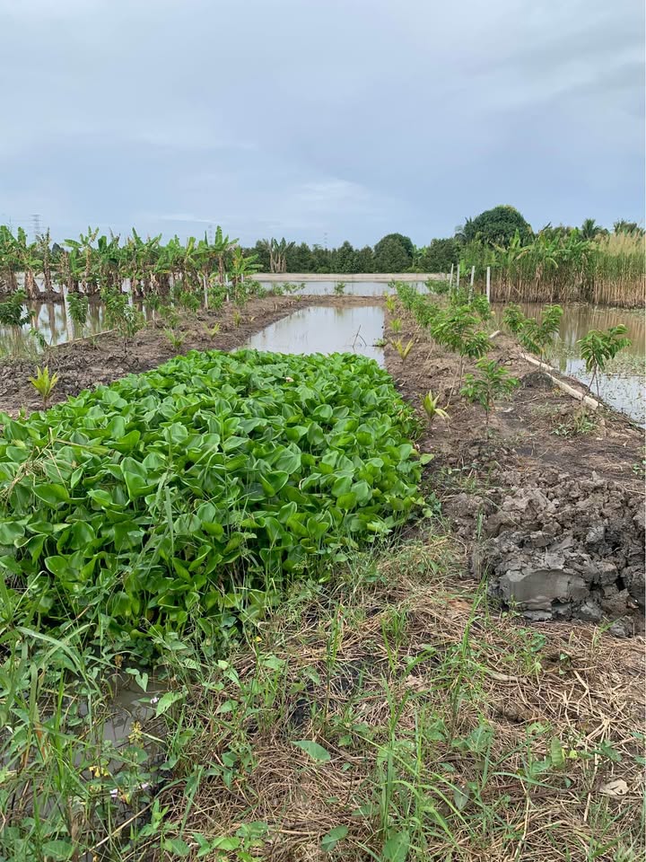 Đất vườn nghỉ dưỡng 4200m² Phước Thới, Ô Môn giá 2.35 tỷ - Đầu tư sinh lời ngay!