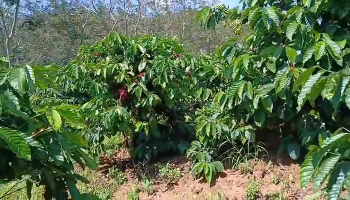 Đất nông nghiệp Ninh Loan 20.000m² giá 1.7 tỷ - Cơ hội đầu tư tuyệt vời!