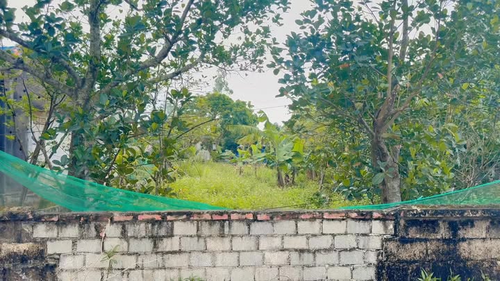 Đất Thổ Cư Thôn 5, Xã Quỳnh Thắng 186m² - Gần Chợ Lớn, Giá Thỏa Thuận!