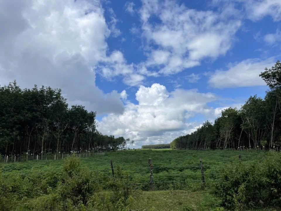 Lô đất nông nghiệp Đăk Năng 2140m² giá tốt - Cơ hội đầu tư hấp dẫn!