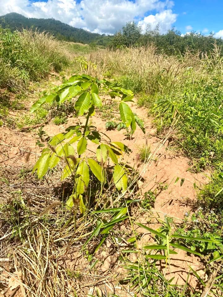 Đất Farm 30,000m² Đắk PXi, Đắk Hà - Giá 900 triệu, Thích hợp trồng cây