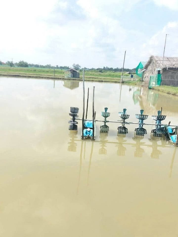 Đất ao tôm 11 công tại Gia Hòa 1, Mỹ Xuyên, Sóc Trăng - Chỉ 1.3 tỷ, đầu tư sinh lời!