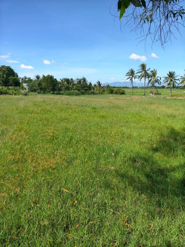 Đất vườn Kiền Kiền, Lợi Hải, 4.557m² giá 1.5 tỷ - Sổ đỏ chính chủ