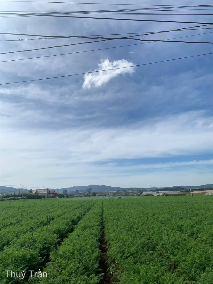 Đất nền Đạ Ròn 6000m² giá 5.5 tỷ - Mặt tiền đường bê tông ô tô vào tận nơi!