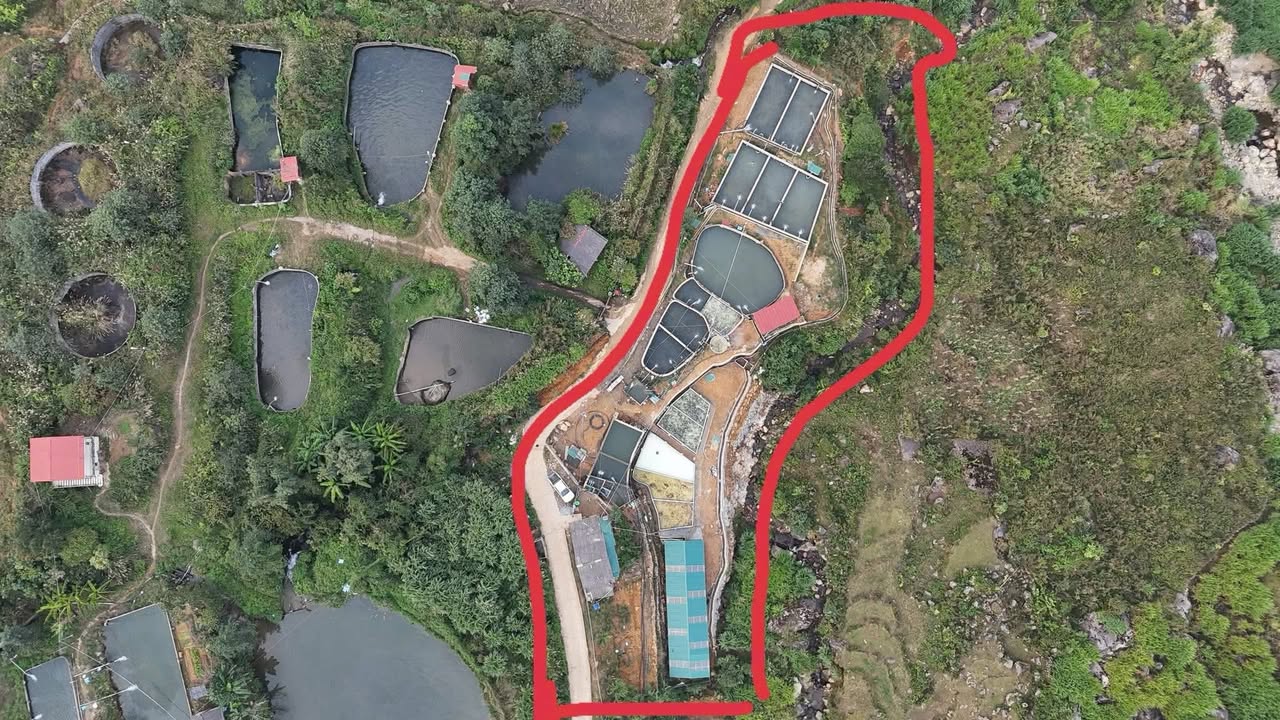 Trang trại cá hồi Sa Pa 7000m² giá 3 tỷ - Cơ hội đầu tư tuyệt vời!